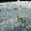 Of course, it depends on several factors including the duration of the storm, the amount of hail that fell, and so forth. 1