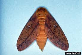 Image result for Anisotes rogersii