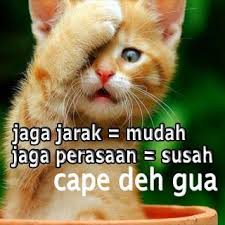 Kumpulan gambar kartun lucu dan keren bisa dijadikan wallpaper dan foto profil wa instagram dan lengkap link download gambar kartun lucu keren hd. Dp Wa Kucing Lucu Sempoa Dunia