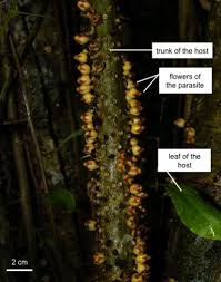 Image result for Apodanthaceae