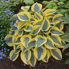 We did not find results for: Photo Essay 19 Of The Most Popular Perennials Perennial Resource