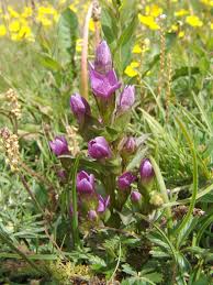 Image result for Swertia pleurogynoides