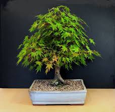 Japanese Mountain Maple Bonsai Tree Acer Palmatum Maple Bonsai Bonsai Tree Japanese Bonsai Tree