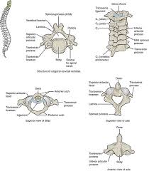 Sigel , scott buxton and george prudden. Spine Anatomy Aoa Orthopedic Specialists