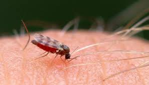 These pests live and breed inside your plumbing pipes, feeding on decomposing material and laying eggs within the. Tiny Black Bugs In Florida Homes No One Talks About