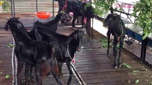 Osmanabadi goat is suitable for both meat and milk production. à¤‰à¤¸ à¤® à¤¨ à¤¬ à¤¦ à¤¶ à¤³ à¤ª à¤²à¤¨ Pure Breed Osmanabadi Goats Osmanabadi Goat Farm Youtube