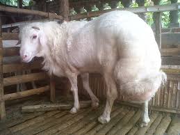 6 kunci sukses cara ternak kambing, mantap! Bagaimana Cara Mudah Ternak Kambing Gibas Bagi Pemula Agar Sukses Diskusi Kesehatan Hewan Dictio Community