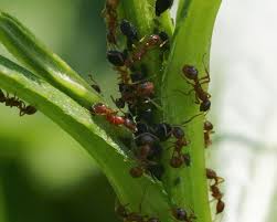 Don't spend hundreds of dollars hiring an exterminator. What Are Ants And How To Control In Your Home And Garden