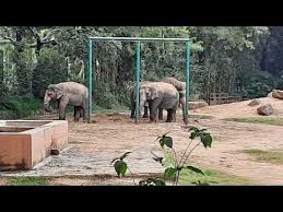 ಮ ಸ ರ ಝ ನ ಒ ದ ಸ ತ ತ Mysore Zoo Youtube In 2020 Mysore Zoo Zoo Mysore