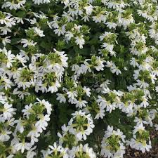 Image result for foto Vějířovka