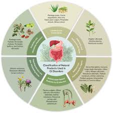 Image result for Cassipourea mollis