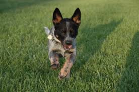 It may take several attempts for your dog to understand what the command means. Teaching Your Dog To Come When Called Dr Sophia Yin