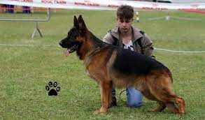 Scegli quello + vicino a te. Vendita Cani Pastore Tedesco Figli Di Cani Di Razza Allevamento Villa Andrei