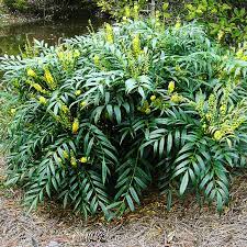 Mahonia aquifolium (магония падуболистная) mahonia eurybracteata soft caress (прицветковая магония софт кэрэсс) магония прицветниковая софт кэрэсс (mahonia eurybracteata soft caress). Soft Caress Mahonia For Sale Online The Tree Center