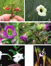 Image result for Buchnera cryptocephala