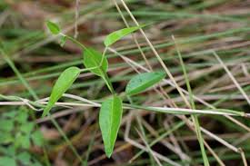 Image result for Secamone