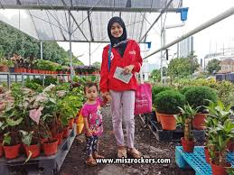 Di luar negara pula, ia lebih dikenali dengan nama 'giant elephant ear'. Pokok Hiasan Dan Tanaman Hijau Di Floral Production Nursery Ampang Depan Tesco Extra Ampang Ceritera Si Gadis Biru