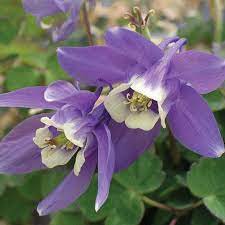 Aquilegia Flabellata V Nana Dwarf Japanese Columbine High Country Gardens