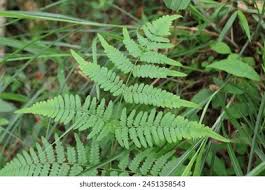 Image result for Histiopteris