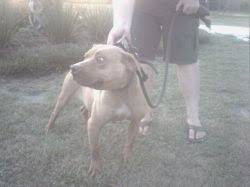 35 likes · 1 talking about this. Pedigree Database