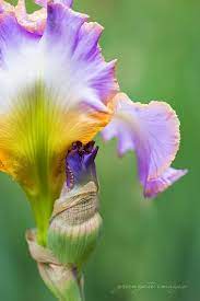Pin On Flowers