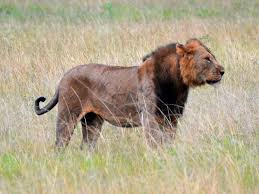 Use them in commercial designs under lifetime, perpetual & worldwide rights. Image Panthera Leo Azandica North East Congo Lion Biolib Cz