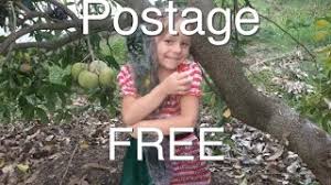 When to plant fruit trees. Ebay Postage Free Fruit Trees Store Fruit Tree Nursery Australia Youtube