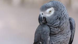 what should i feed my african grey parrot pet central by