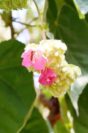 Image result for Dombeya acutangula