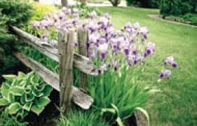 Une merveilleuse fleur aux multiples formes. Jardins Le Truc Du Jardinier Pour De Beaux Iris Le Devoir