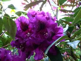 Purple Splendor Rhododendron Rhododendron Season Plants Plants