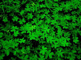 حقائق مذهلة 28 صورة تحبس الأنفاس للطبيعة الخضراء Green Nature Green Colors Green