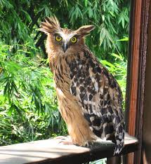 Buffy Fish Owl Bubo Ketupu Location Jakarta Indonesia Photo By Karen Mills Avec Images Chouette