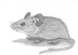 A general approach to quadrupeds. Mouse Realistic Drawing Sage C Drawings Illustration Animals Birds Fish Mouse Rodent Artpal