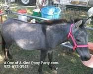 In addition to independent petting zoos, many general zoos contain a petting zoo. Petting Zoo Dallas Texas