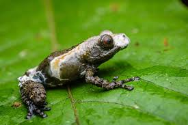 Image result for Macrotyloma tenuiflorum