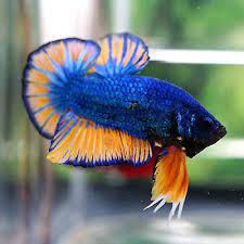 Developed from 'mustard gas', the fancy line has been bred in several countries to new variations of color and form. Betta Male Fancy Big Blue Strong Mustard Gas Hmpk Betta Fish Betta Fish