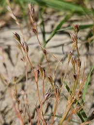 Image result for Juncus bufonius