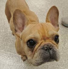 Find french bulldog in canada | visit kijiji classifieds to buy, sell, or trade almost anything! The French Bulldog