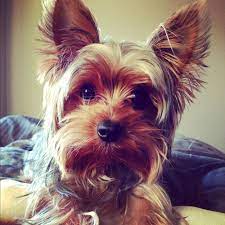 yorkie the eyes and ears look kinda like jack susse hunde hunde