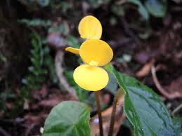 Image result for Begonia pulcherrima