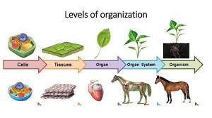 We did not find results for: 10c Levels Of Organization Flashcards Quizlet