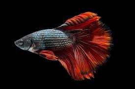 Betta Betta Betta Fish Fish Breeding