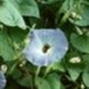 No limits on use · use immediately · no wait dental plans Can I Add My Mom As A Dependent On My Dental Insurance Agingcare Com