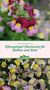 Elfenspiegel Pflanzen In 2020 Pflanzen Mdr Garten Garten
