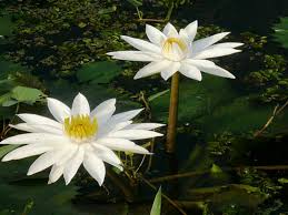Image result for Nymphaea lotus
