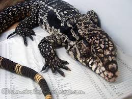 Herptile Spotlight 7 Argentine Black And White Tegu Underneath The Shell The argentine black and white tegu (salvator merianae) and i'm sure you'll fall in.