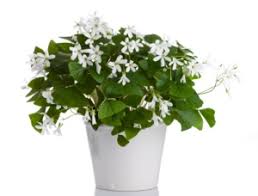 Joel's flower shoppe has the freshest selection of flowers that will put a smile on any recipients face. Erie Pa Community Blood Bank News Feed