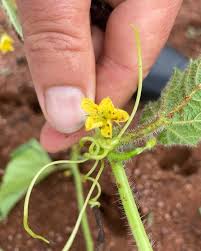 Image result for Acanthosicyos naudinianus