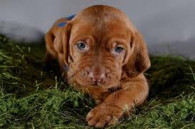 If you are looking to adopt or buy a vizsla take a look here! Akc Breeder Spotlight Michel Berner Of Mira Vizslas Vizsla Pet Paw Vizsla Dogs
